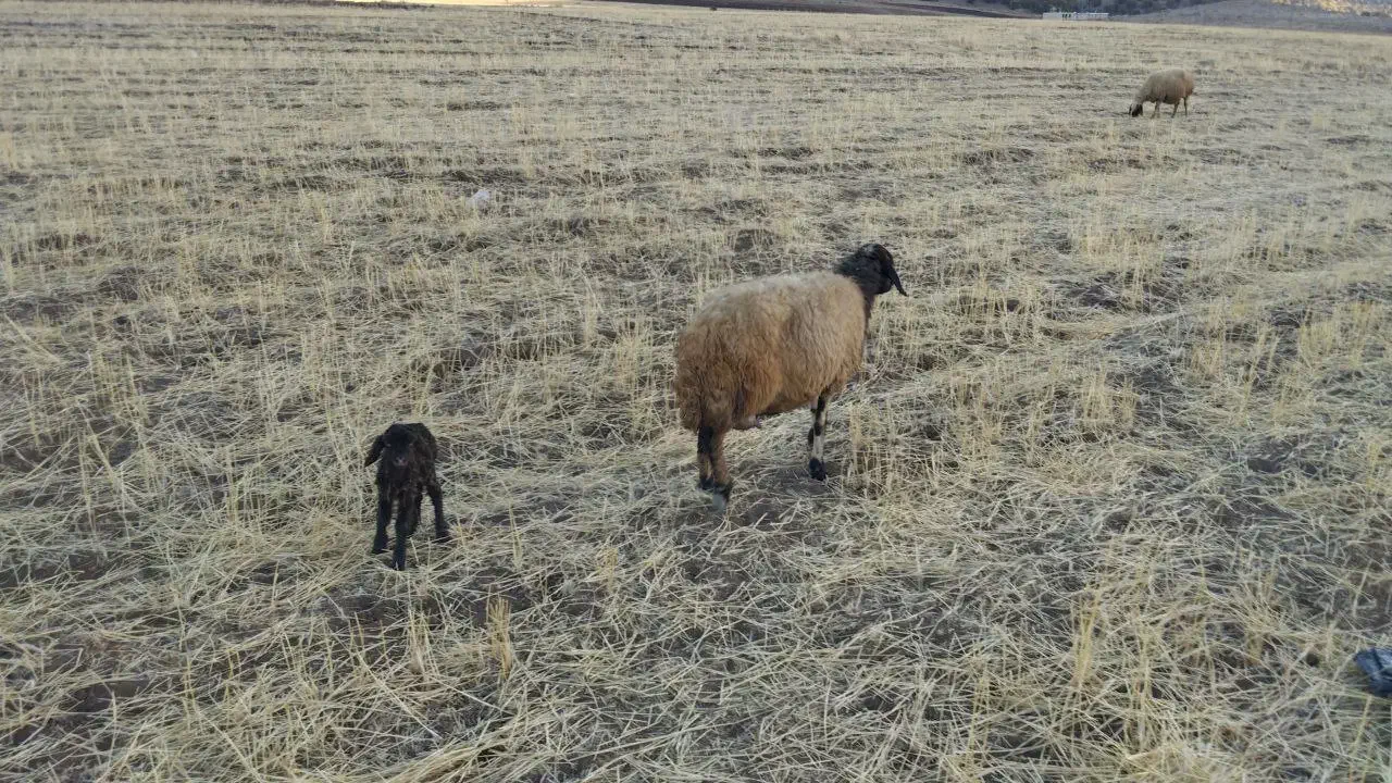 گله کامل فروش|حیوانات مزرعه|اسلام‌‌آباد غرب, |دیوار