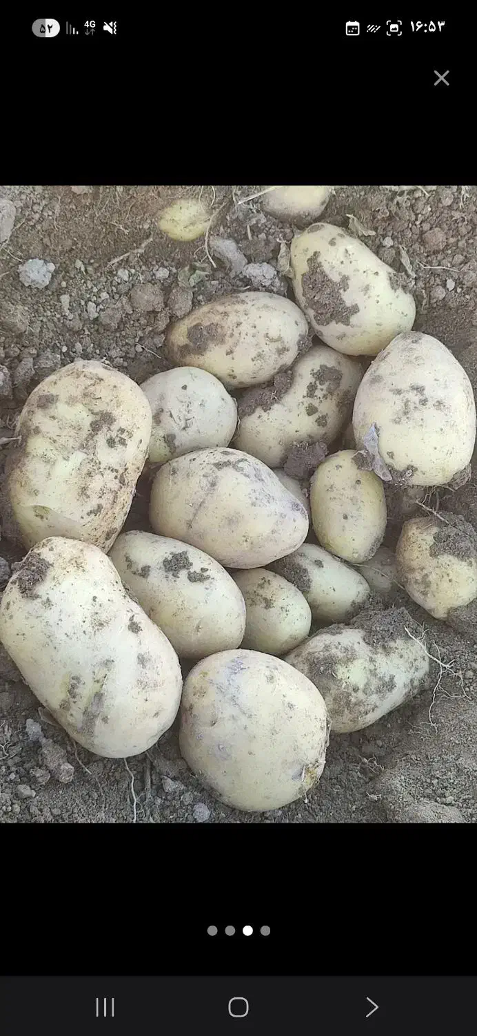 سیب زمینی|خوردنی و آشامیدنی|الیگودرز, |دیوار