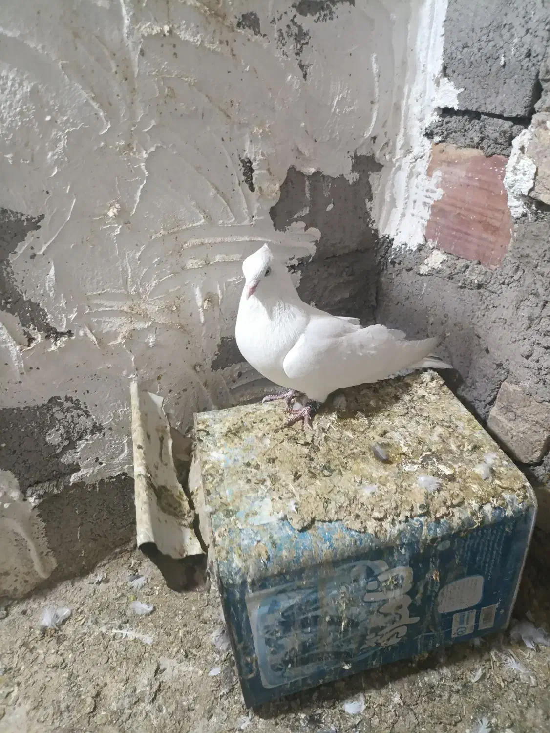 سفید چشم سفید نر|پرنده|نرماشیر, |دیوار