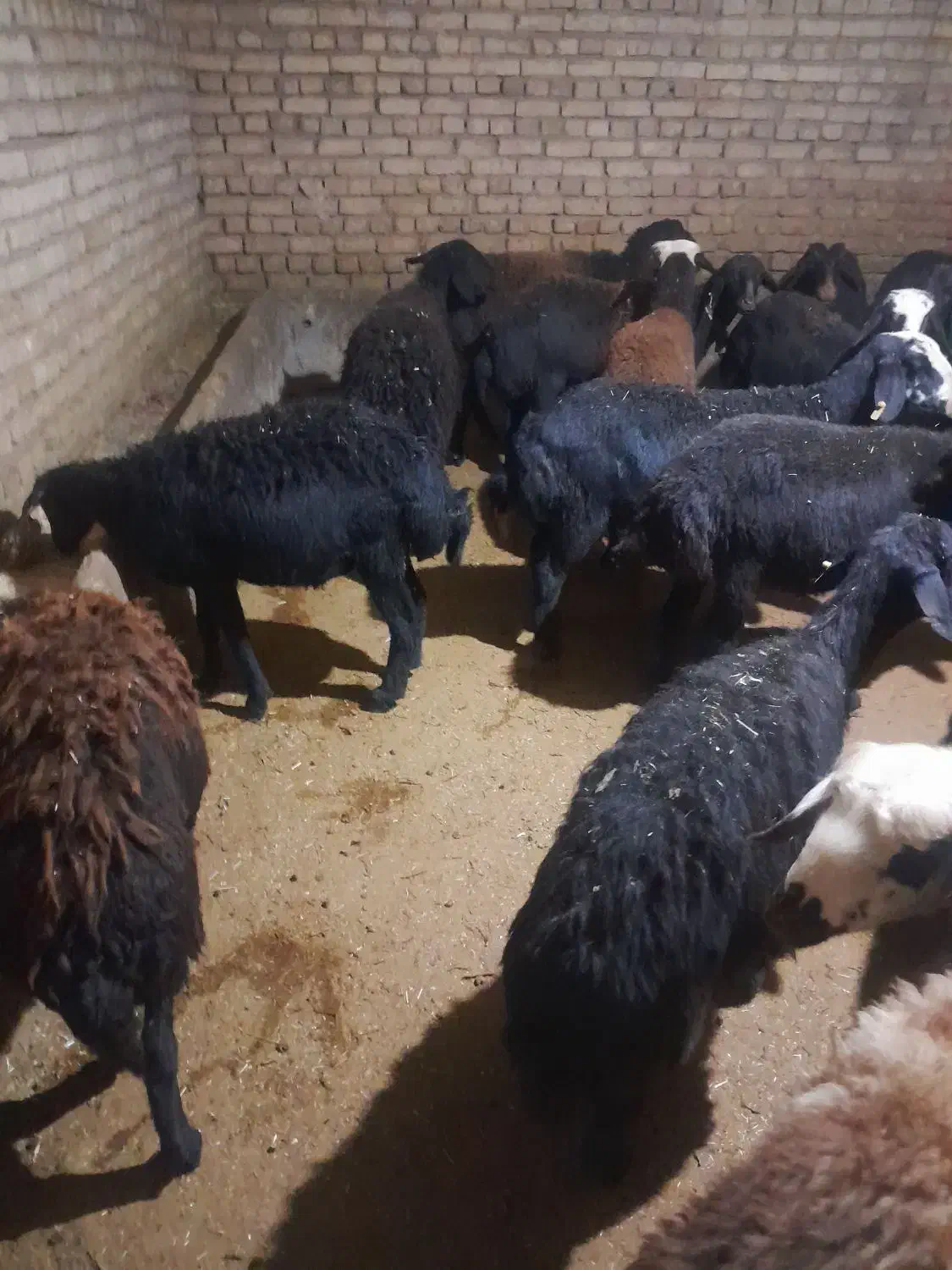 شیشک|حیوانات مزرعه|الیگودرز, |دیوار