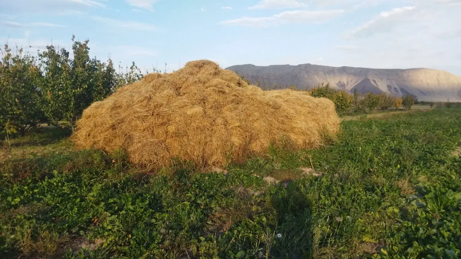 فروش یونجه خالص و بزرگ و مرغوب|حیوانات مزرعه|خوی, |دیوار