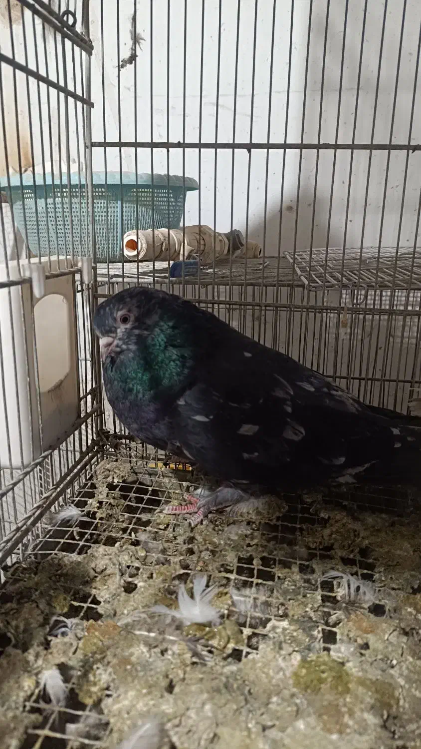 کبوتر نوک قنار و نوک ریز|پرنده|مشکین‌دشت, |دیوار