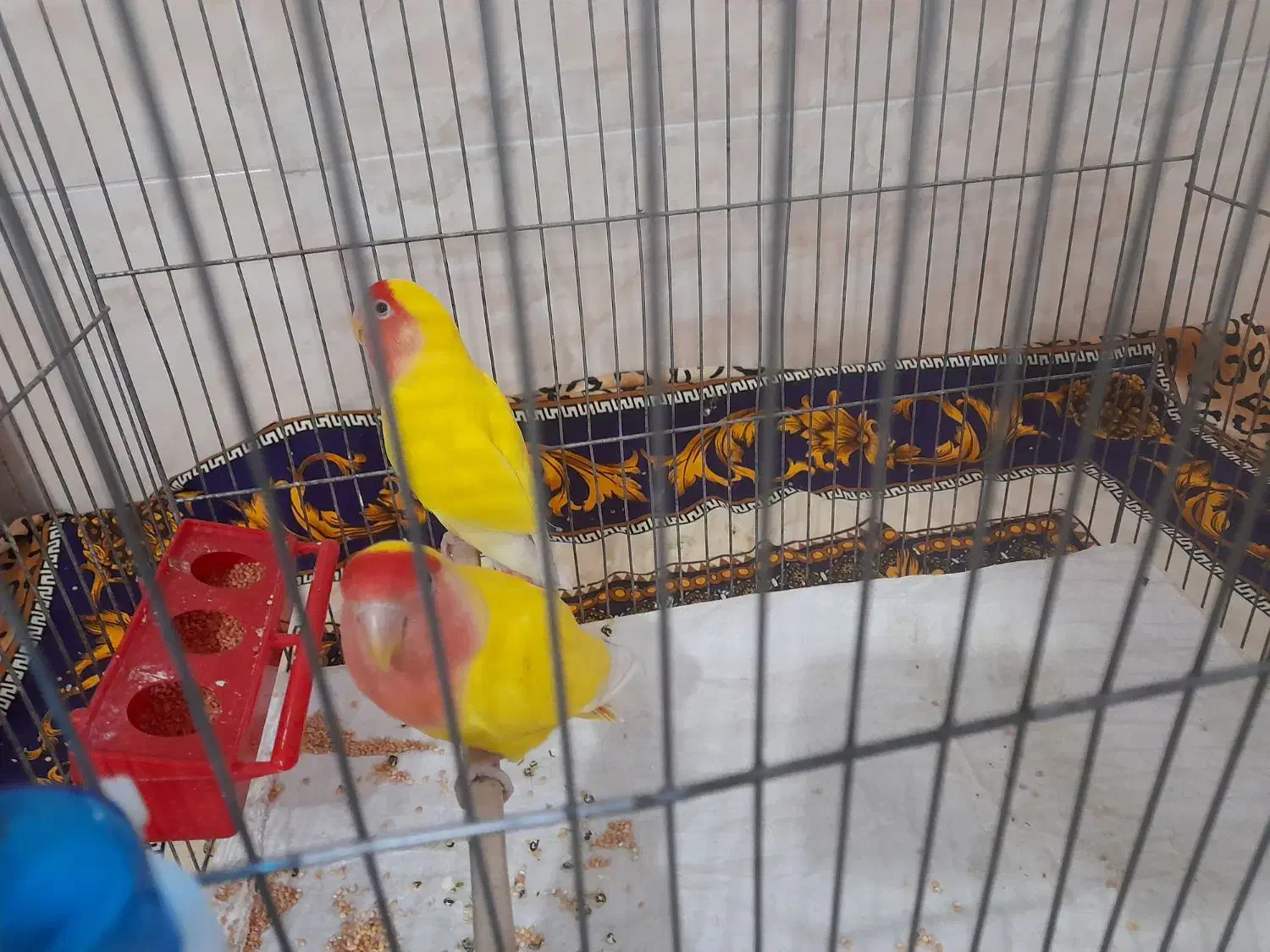 یک جفت طوطی برزیلی|پرنده|هشتگرد, هشتگرد قدیم|دیوار