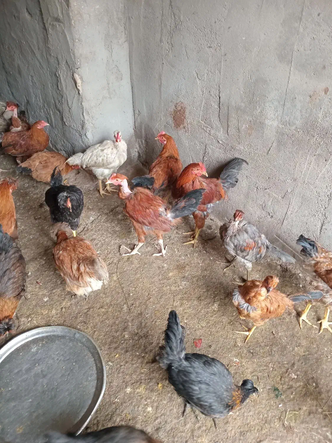 خروس|حیوانات مزرعه|شوشتر, |دیوار