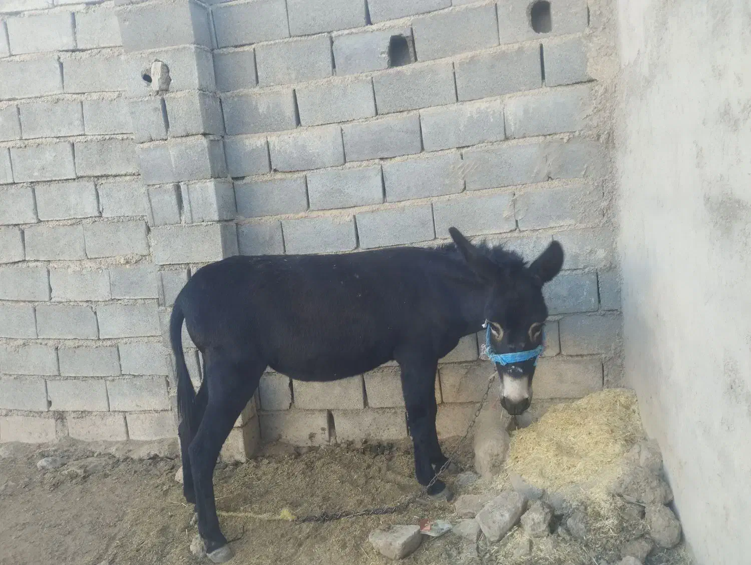 الاغ|حیوانات مزرعه|شیروان (خراسان), |دیوار