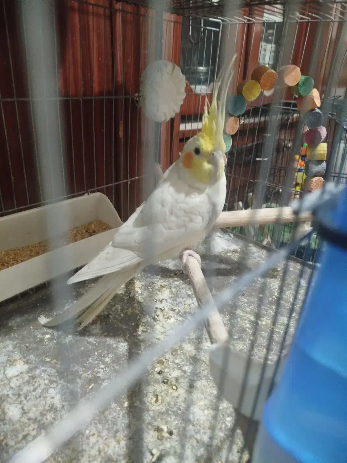 عروس|پرنده|ساوه, |دیوار