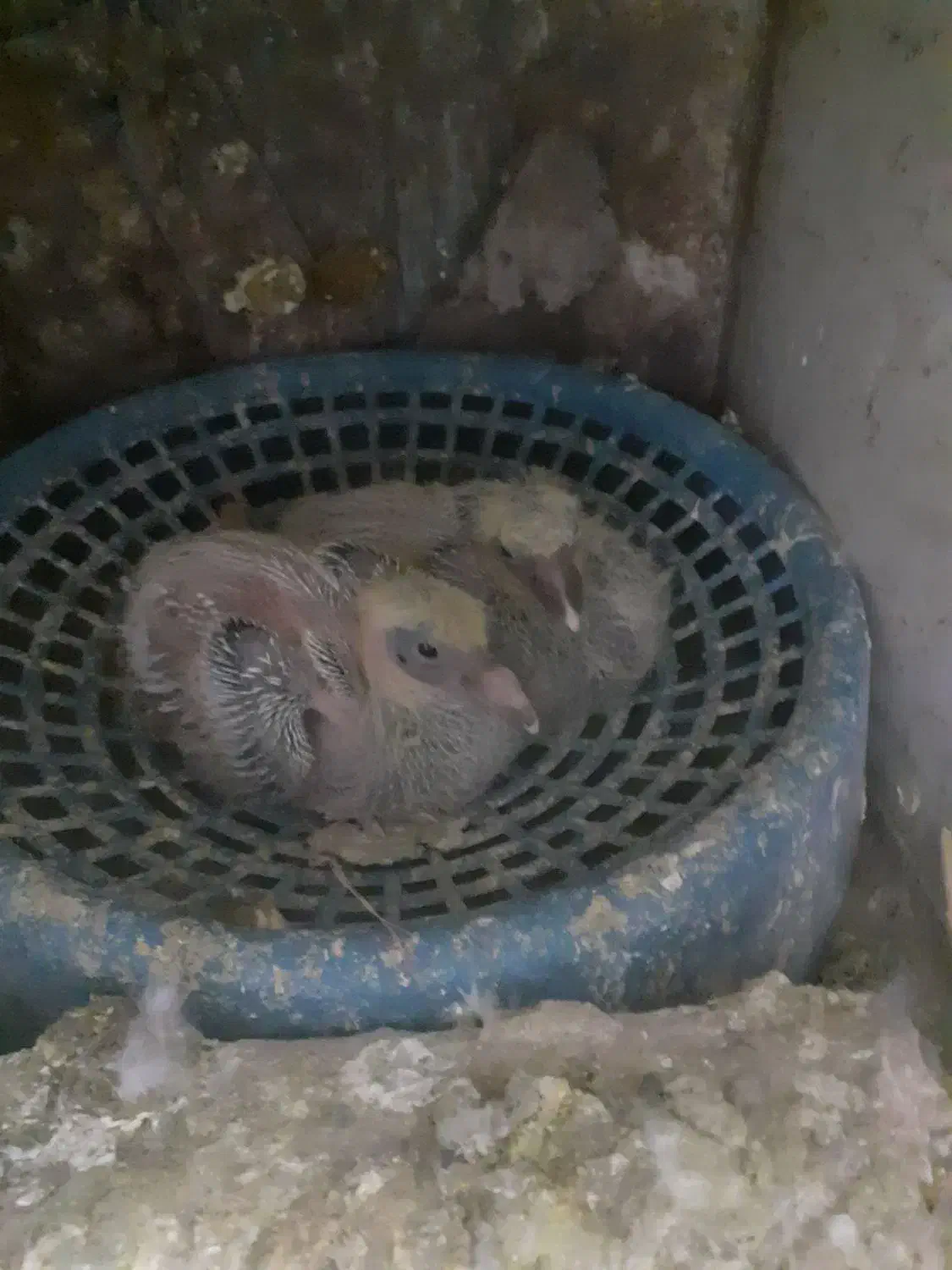 سلام دوستان یک عدد مینا پولکی قیچی  گم شده|حیوانات|تربت‌حیدریه, بازار|دیوار