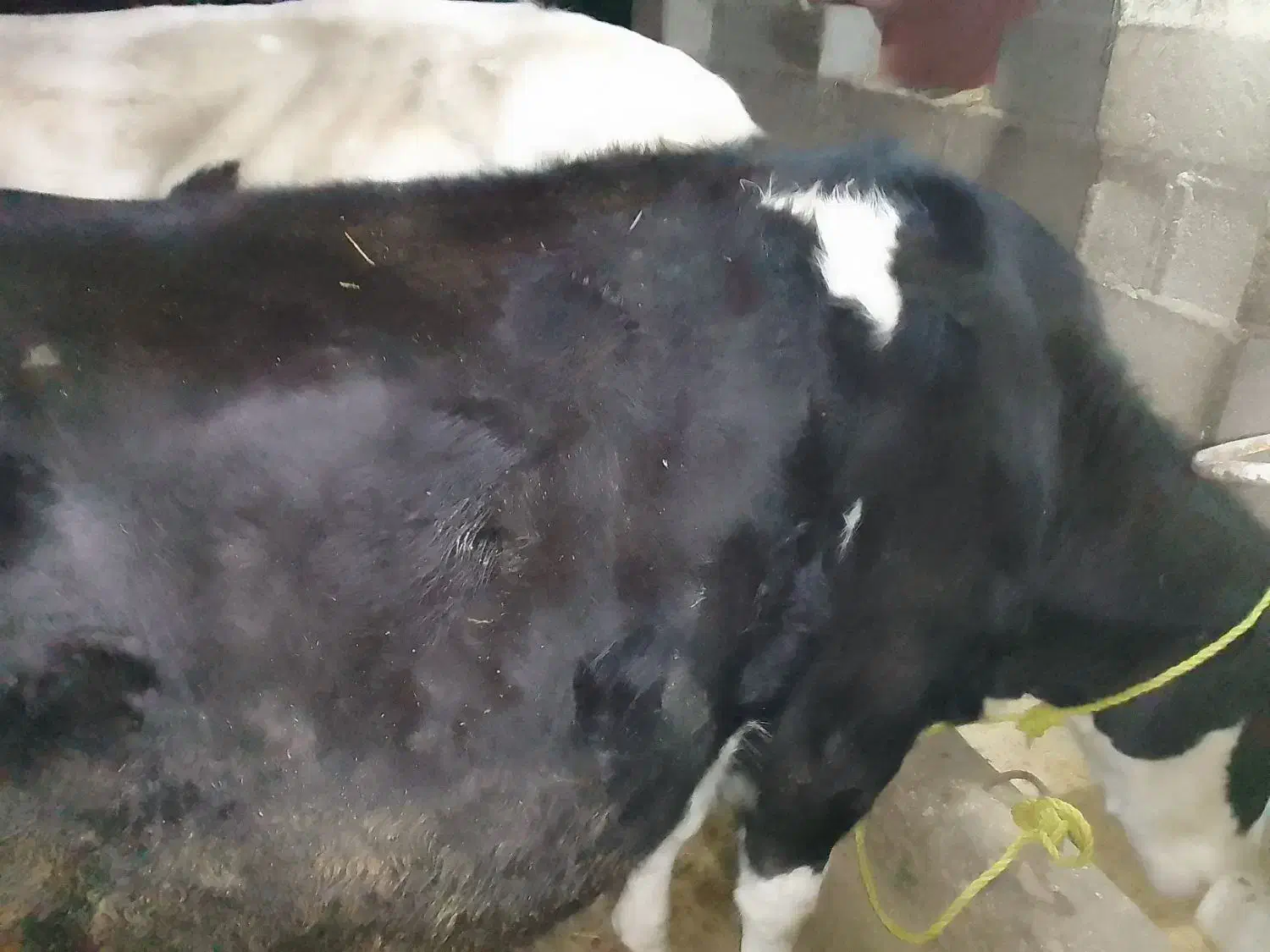 حیواناتمزرعهگاو|حیوانات مزرعه|گوراب زرمیخ, |دیوار