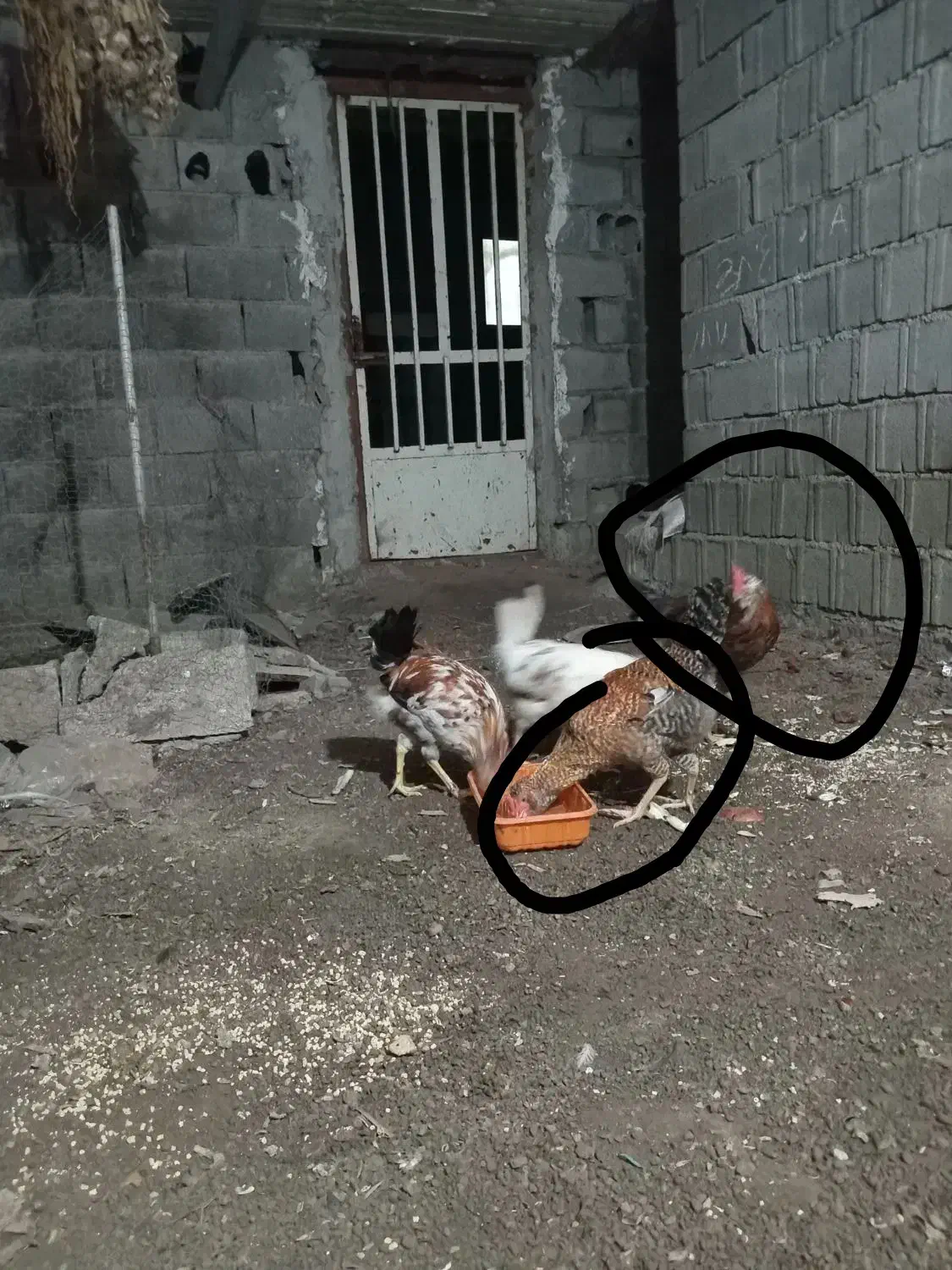 خروس|حیوانات مزرعه|آمل, |دیوار