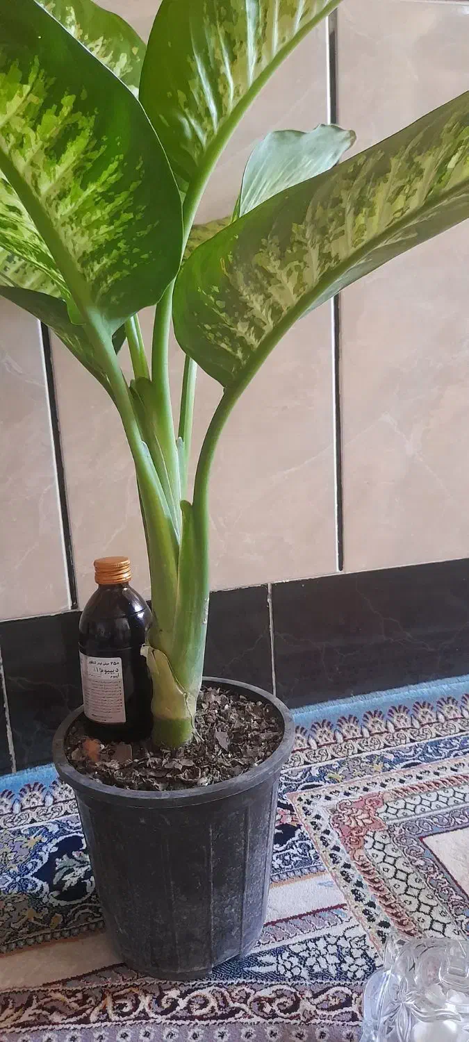 شربت گل نارانج|گل و گیاه طبیعی|زابل, |دیوار