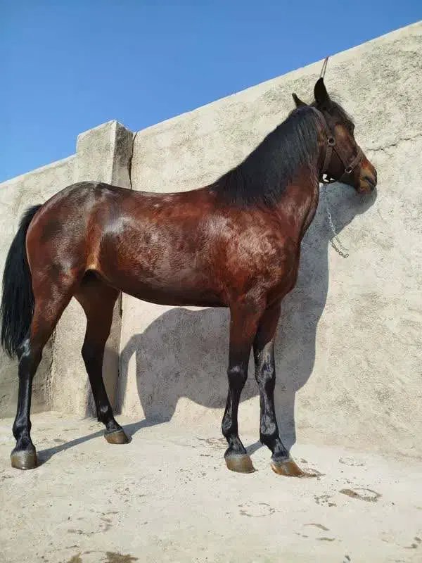 مادیان|اسب و تجهیزات اسب‌سواری|کرمان, |دیوار