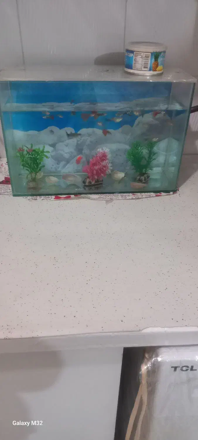 یک عدد اکواریوم با ۳۰ عدد ماهی کوپی ۴۰بچه ماهی|ماهی|نیشابور, مسکن مهر نور|دیوار