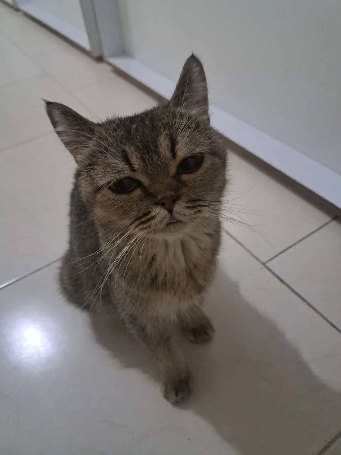 گربه اسکاتیش وبریتیش نر و ماده|گربه|کرج, گوهردشت|دیوار