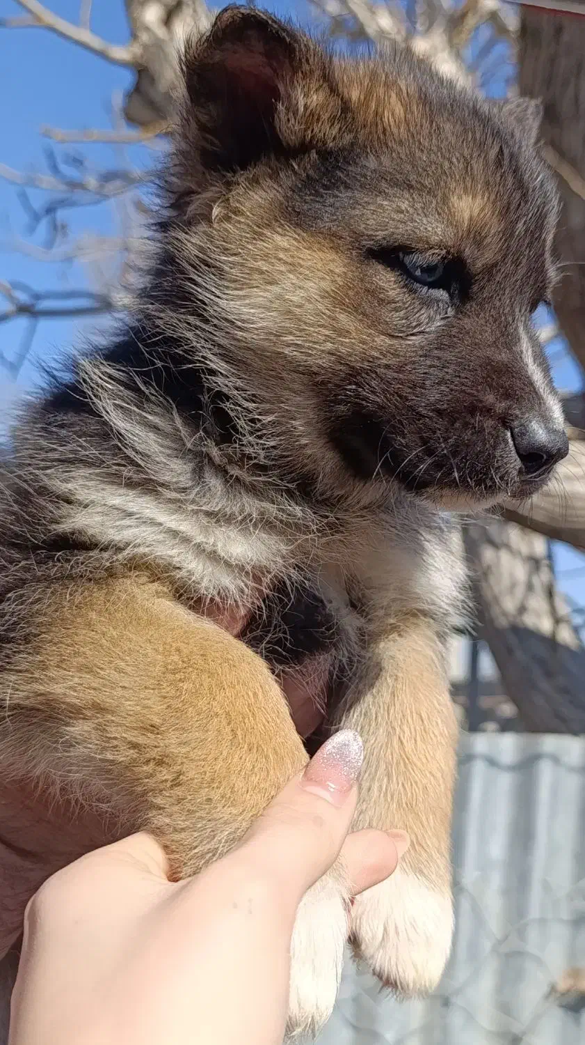 توله ژرمن|سگ|شهریار, رزکان|دیوار