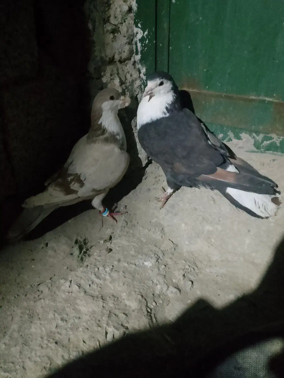 کفتر|پرنده|سراوان, |دیوار