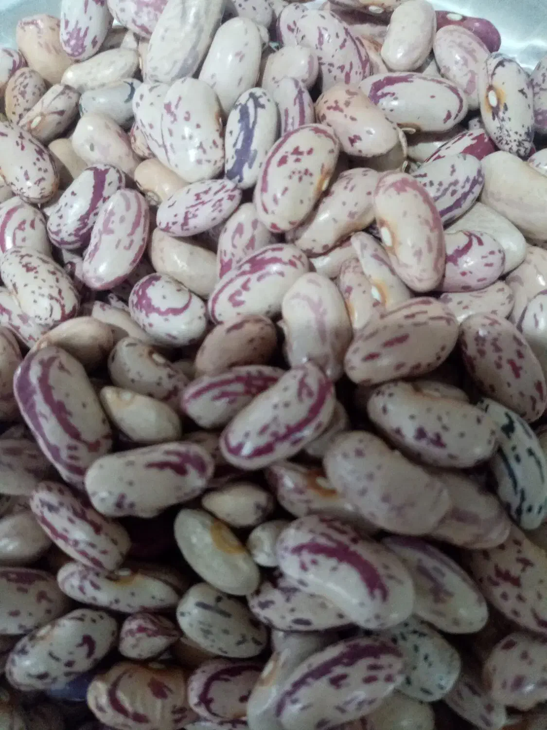 لوبیا چیتی|عمدهفروشی|قروه, |دیوار