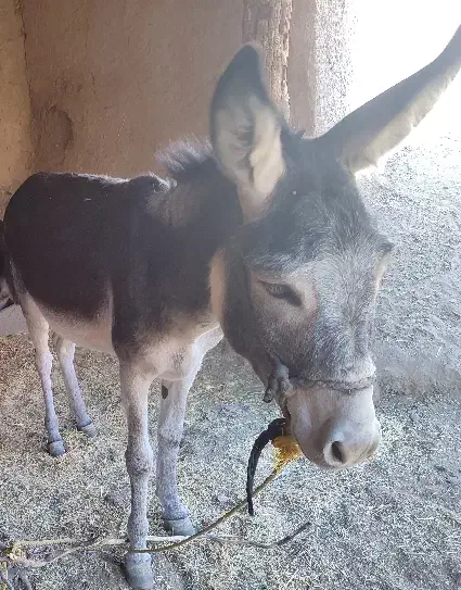 الاغ جوان گله ای|حیوانات مزرعه|ماهنشان, |دیوار