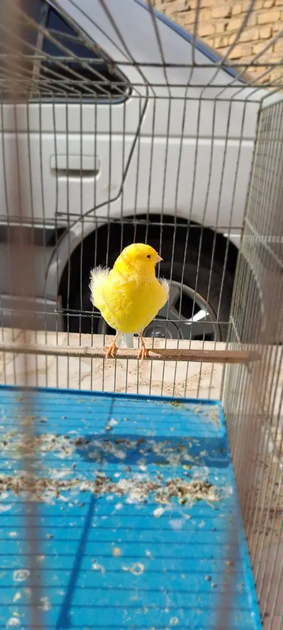 ۳  تا قناری.عروس هلندی  معاوضه|پرنده|شیراز, کوشک میدان|دیوار