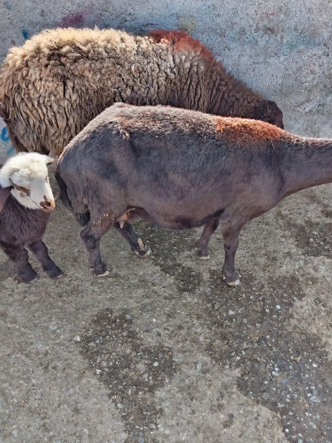 میش زایده|حیوانات مزرعه|سلیمان, |دیوار