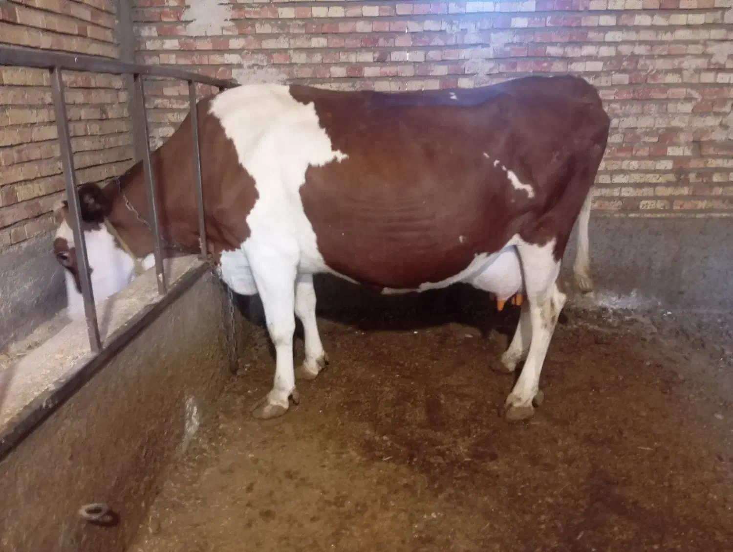 گاو سیمنتال|حیوانات مزرعه|تسوج, |دیوار