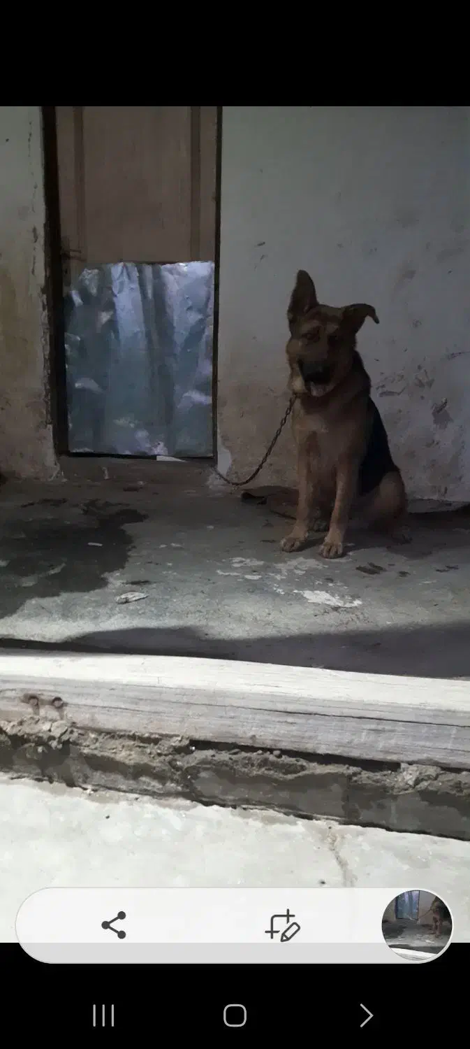 سگ ژرمن نگهبان|سگ|رشت, پسیخان|دیوار