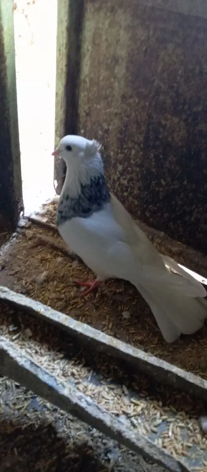 طوق الماسی وجوجه پلاکی|پرنده|طبس, |دیوار