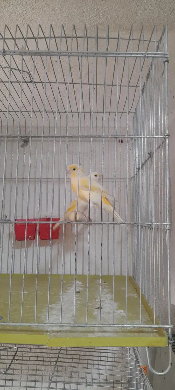 قناری ماده داراب|پرنده|داراب, |دیوار