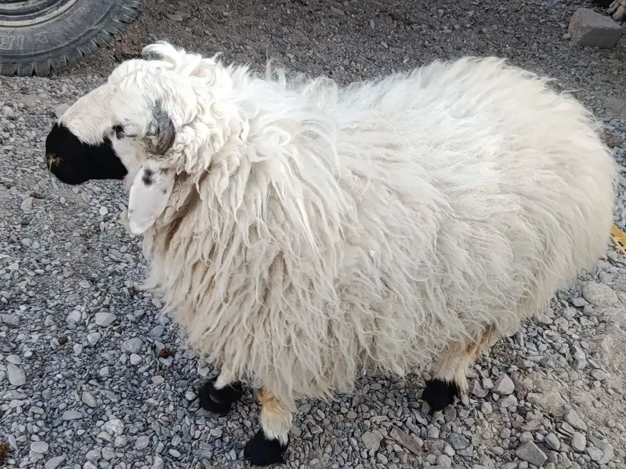 بره نر|حیوانات مزرعه|نیمروز, |دیوار