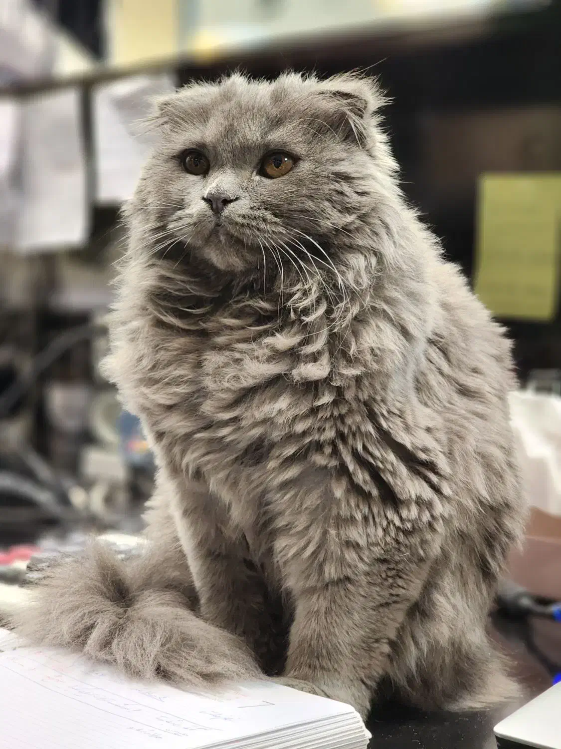 گربه اسکاتیش طوسی آروم|گربه|فولادشهر, C1|دیوار