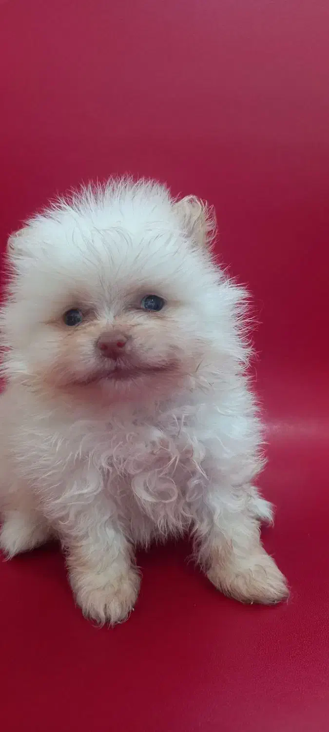 توله سگ|سگ|وحیدیه, |دیوار