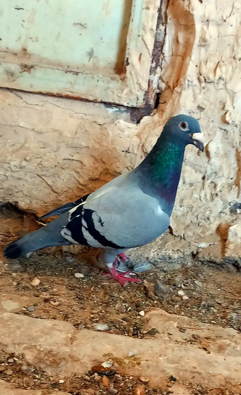 کبوتر|پرنده|سرخس, |دیوار