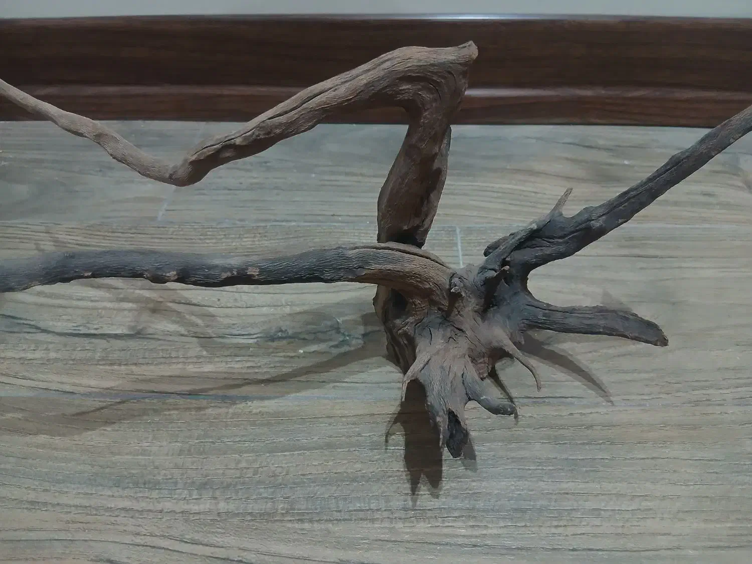 ریشه آبنوس آکواریوم|ماهی|یزد, |دیوار