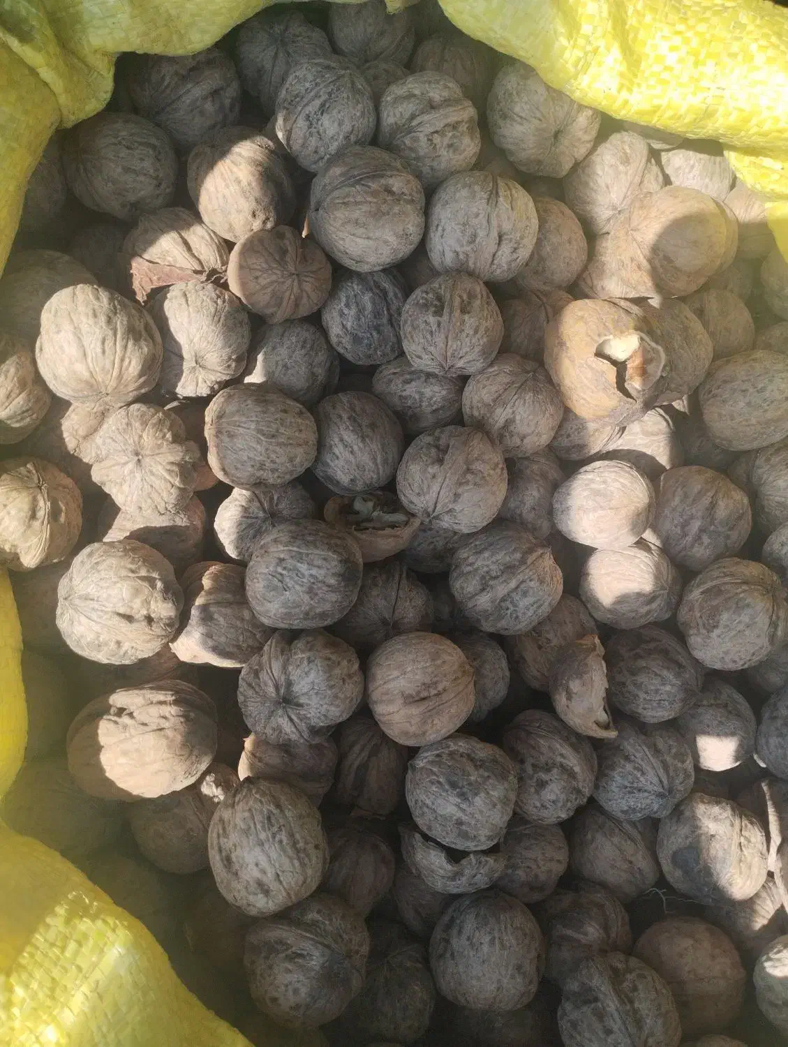 گردومحلی بافت|خوردنی و آشامیدنی|زرند, |دیوار