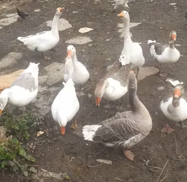 غاز|حیوانات مزرعه|اسالم, |دیوار