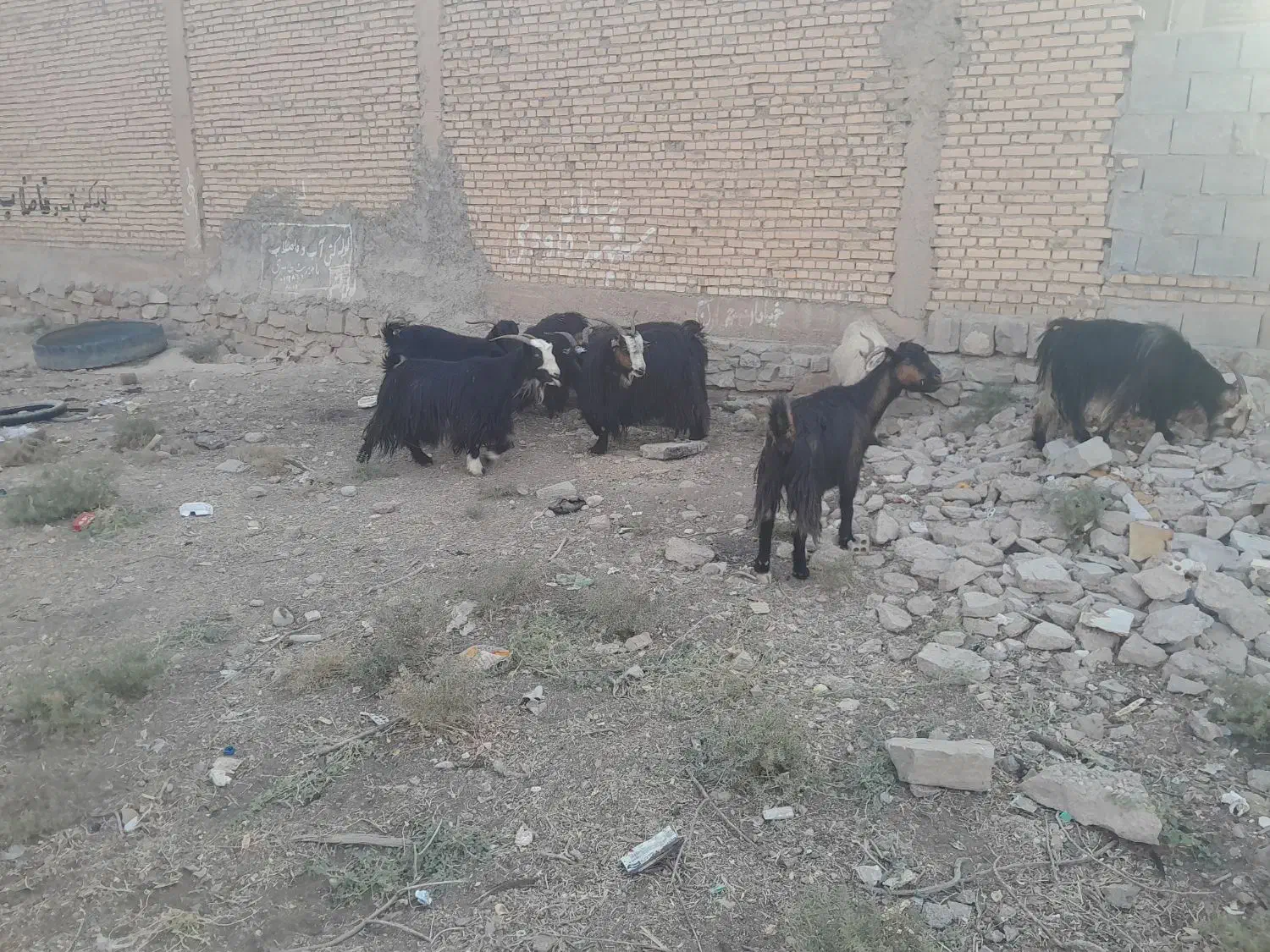 بزنامبروان|حیوانات مزرعه|شوشتر, |دیوار