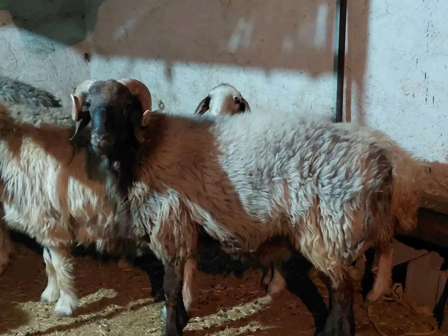 کاوه قوچ ترکی چینی|حیوانات مزرعه|کوه چنار, |دیوار