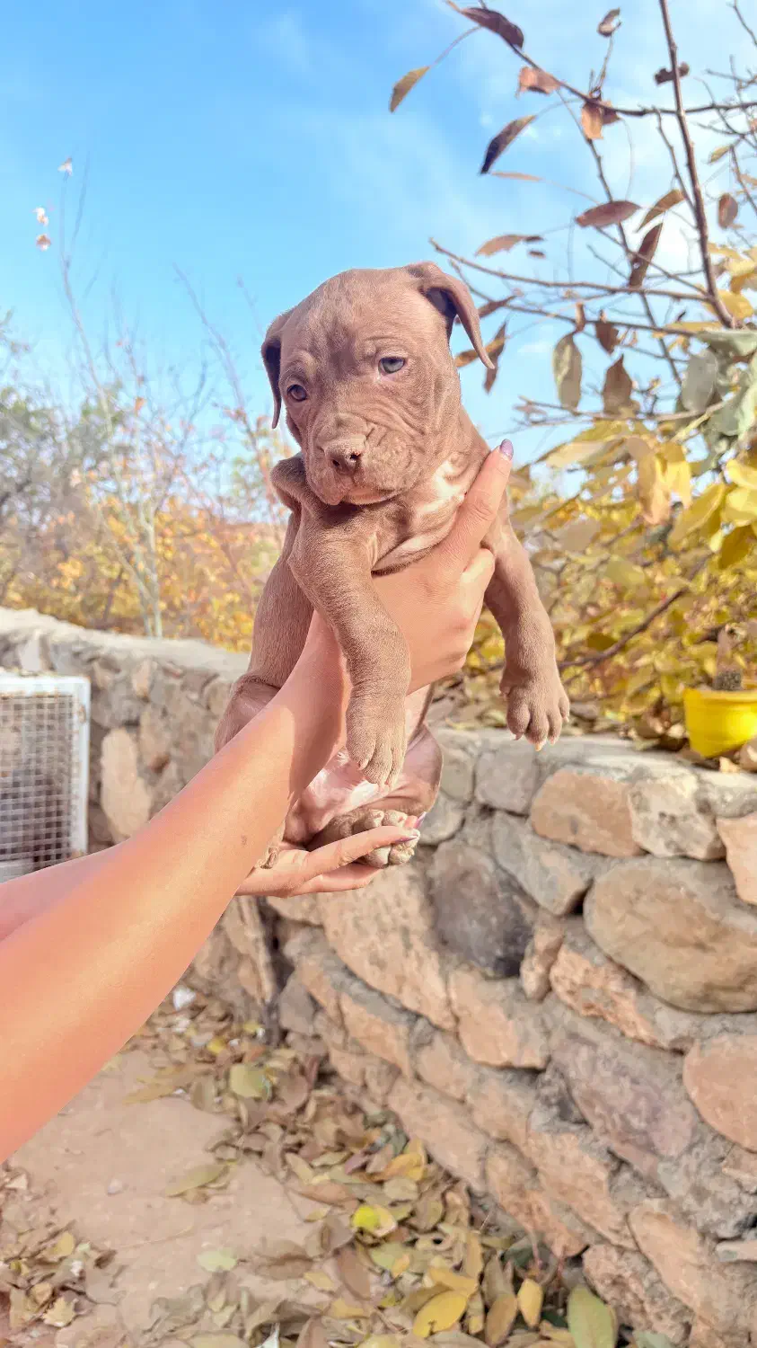 سگ پیتبول تریر|سگ|تهران, قنات‌کوثر|دیوار