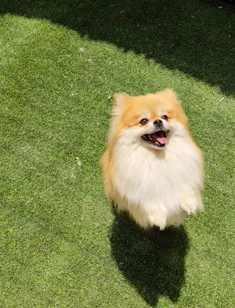 پامر خرسی وعروسکی|سگ|شیراز, اصلاحنژاد|دیوار