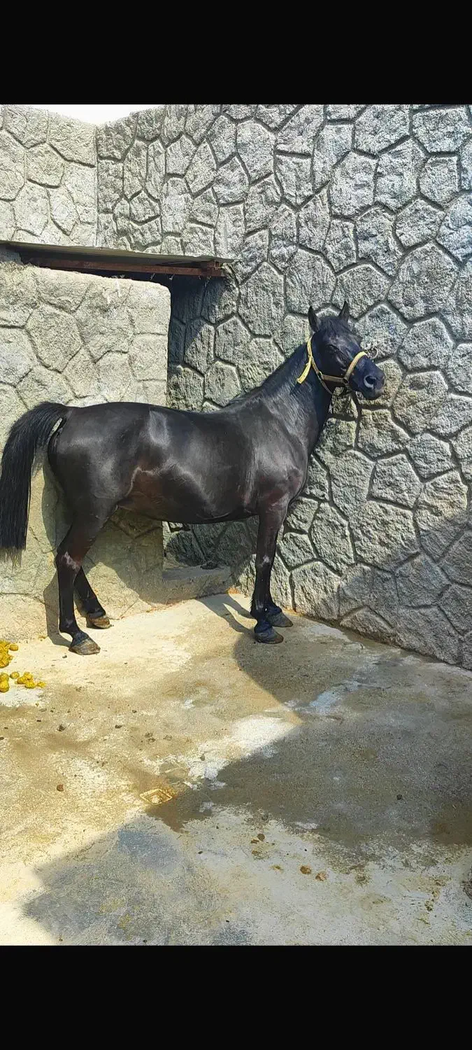 مادیون سیاه|اسب و تجهیزات اسبسواری|خمینیشهر, |دیوار