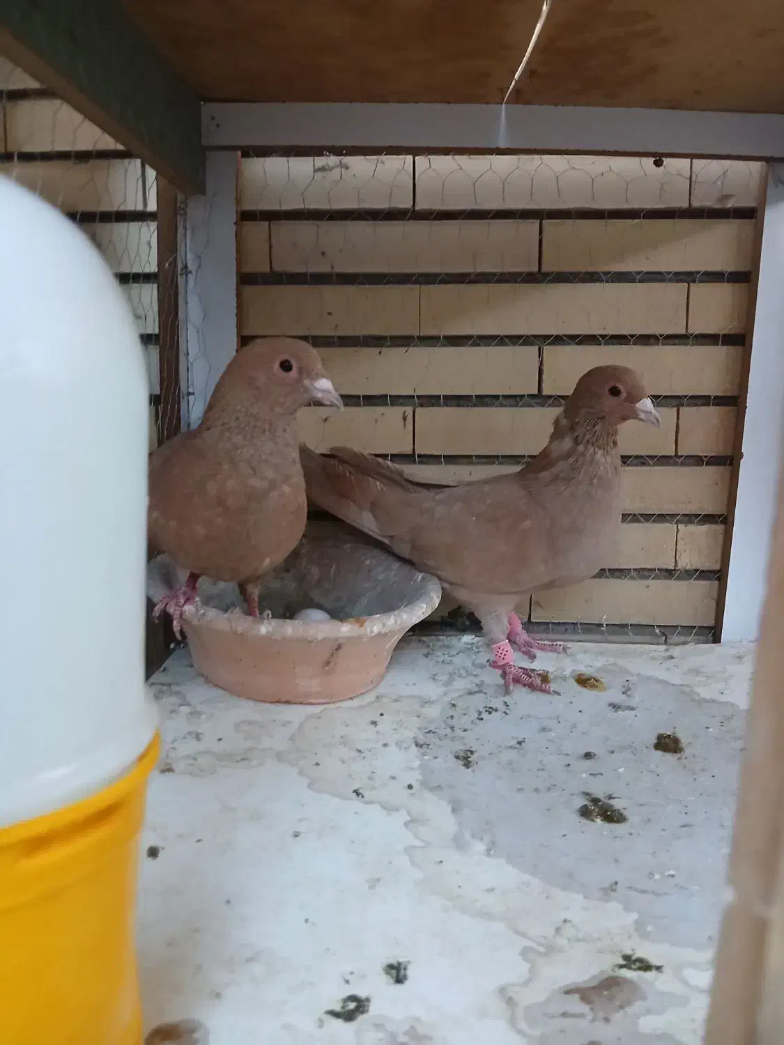 نرماده زرد ضمانت تخم جوجه|پرنده|رابر, |دیوار