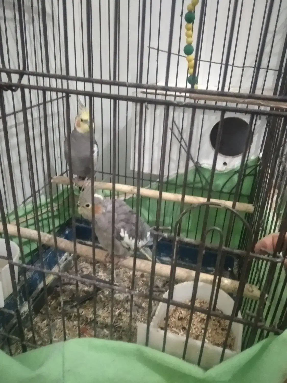 عروس هلندی جفت|پرنده|فشاپویه, |دیوار