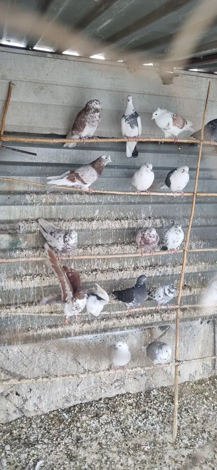 کبوتر پرشی|پرنده|تهران, شادآباد|دیوار