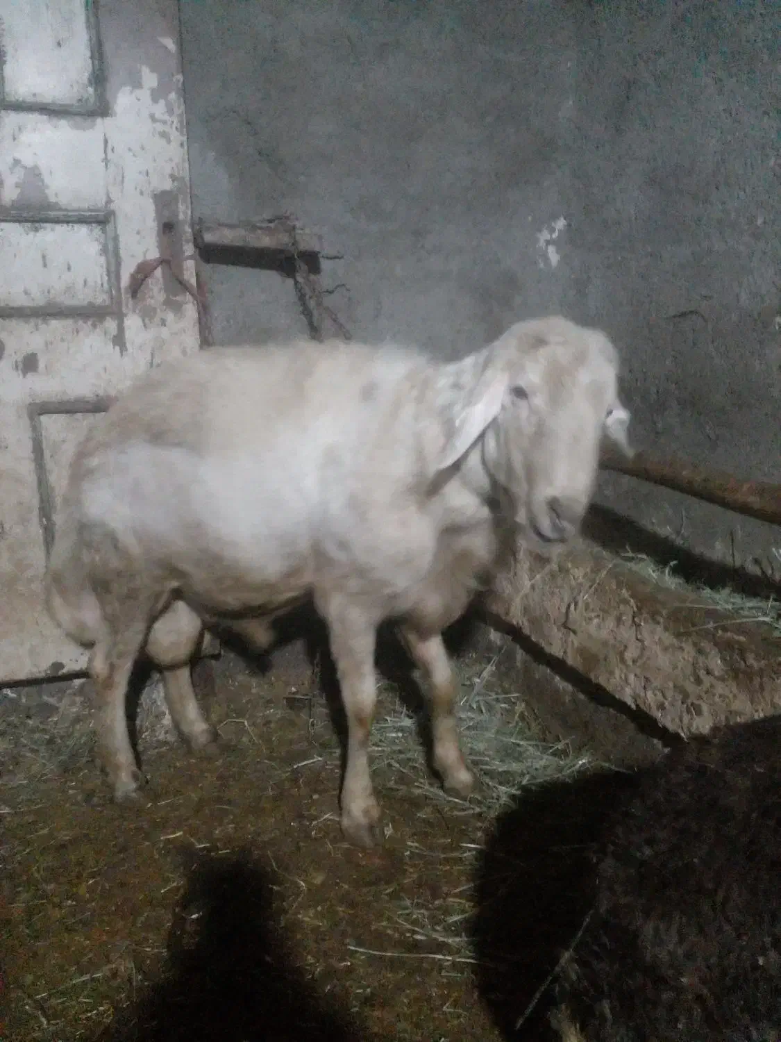 قوچ سفید افشار|حیوانات مزرعه|بروجرد, |دیوار