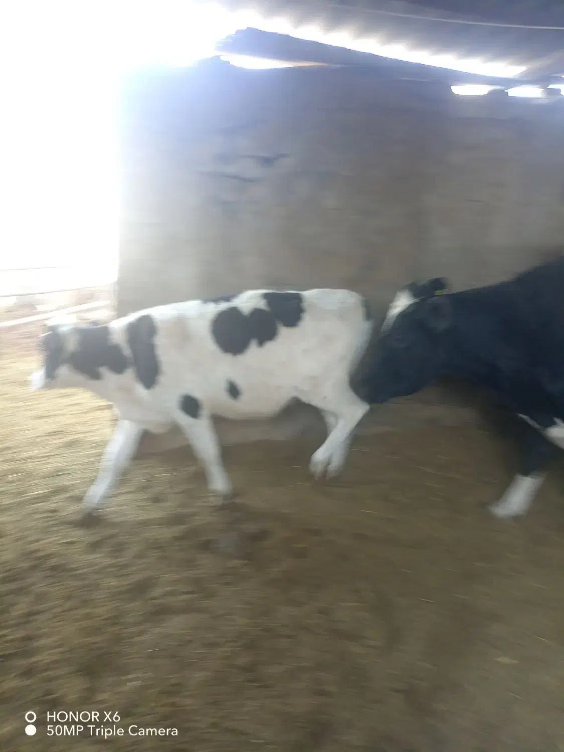 گوساله ماده|حیوانات مزرعه|نیشابور, فضل|دیوار