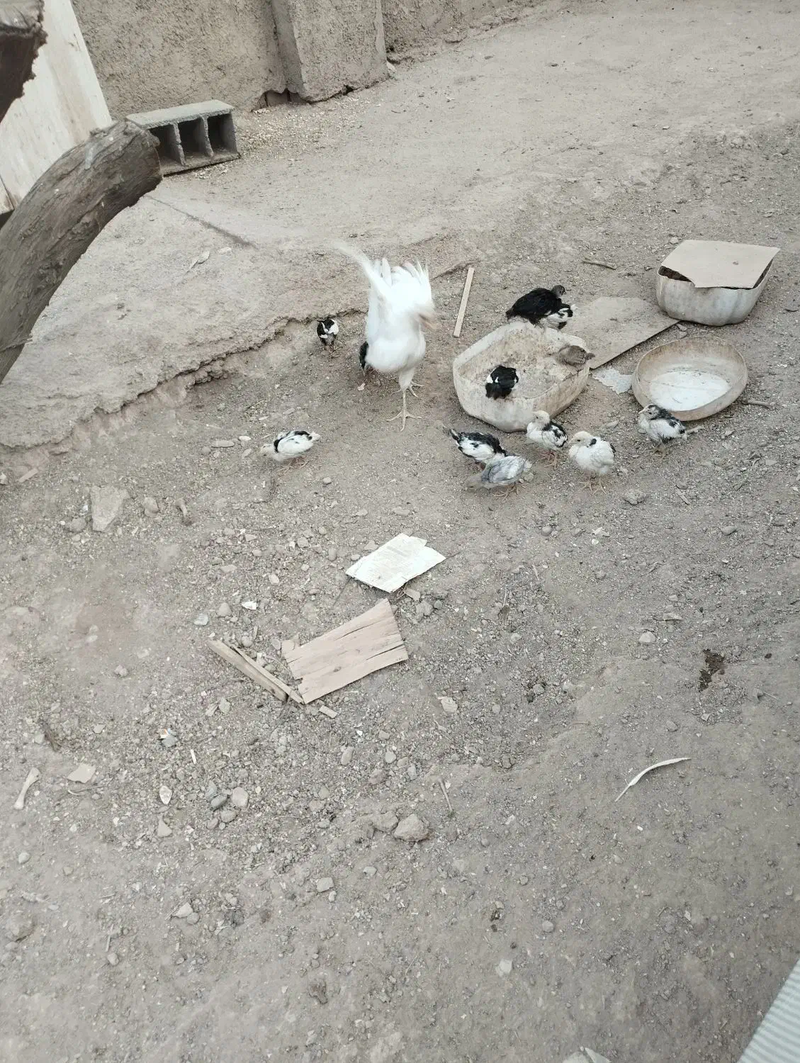 مرغ جوجه گلین|حیوانات مزرعه|پاکدشت, پاکدشت (مامازند)|دیوار