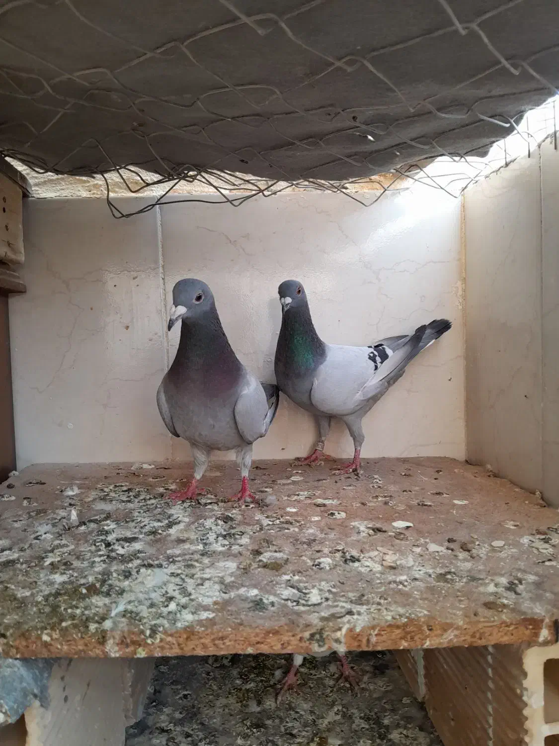 کبوتر پلاکی و زاغ ابادانی درجه ۱|پرنده|خورموج, |دیوار