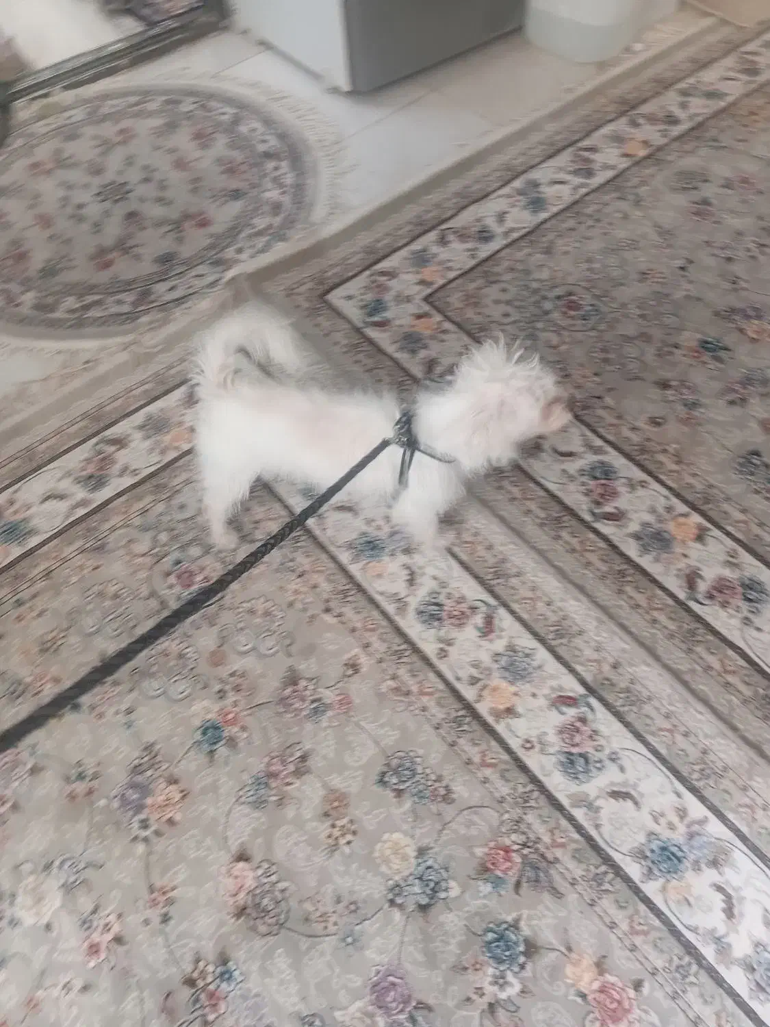 سگ مهربون|سگ|قم, اسمعیل آباد|دیوار