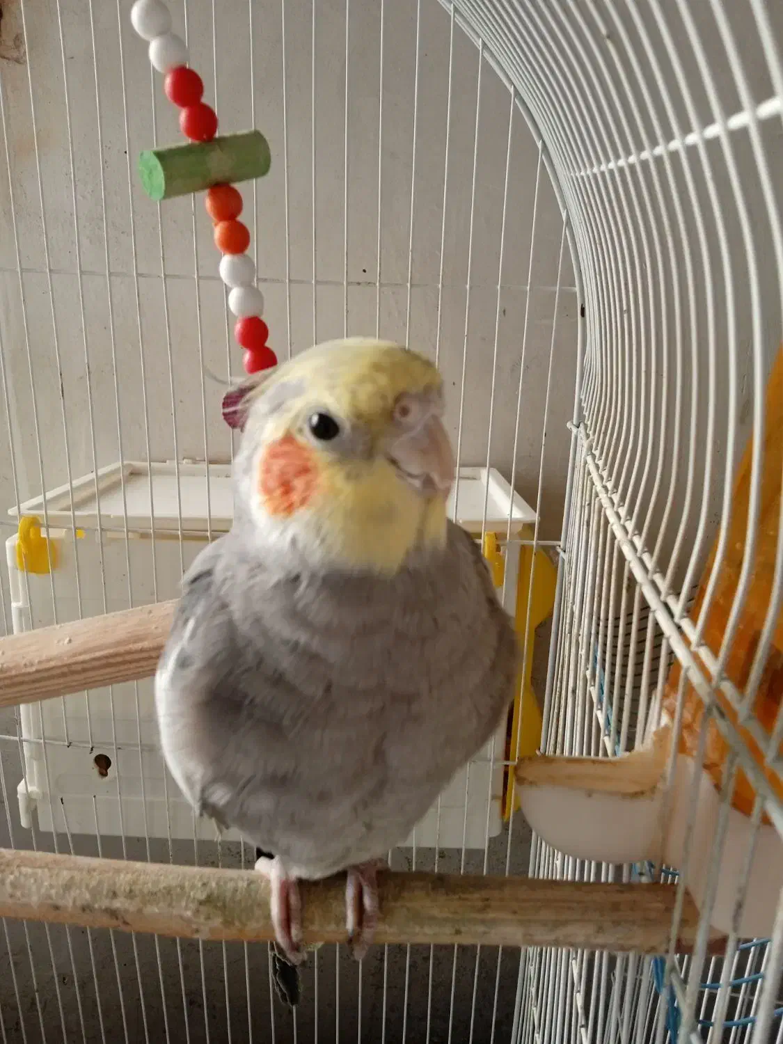 عروس هلندی سخنگو بالغ|پرنده|تنکابن, |دیوار