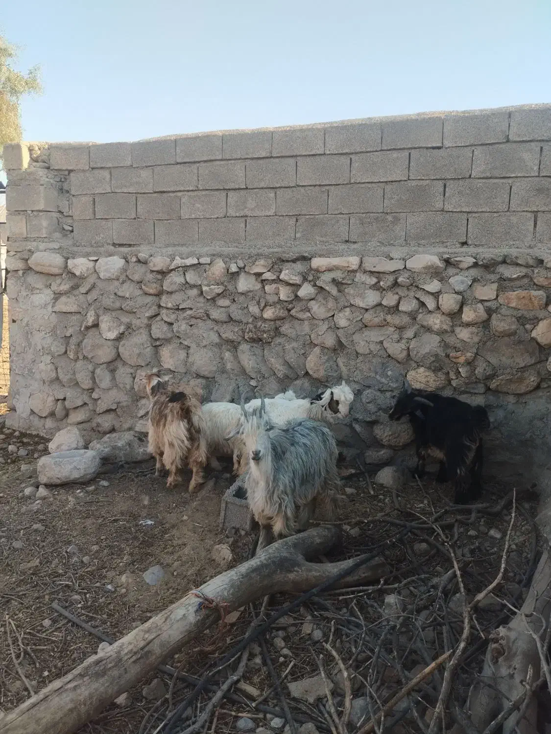 ۵راس بیگ ب فروش میرسد|حیوانات مزرعه|لالی, |دیوار