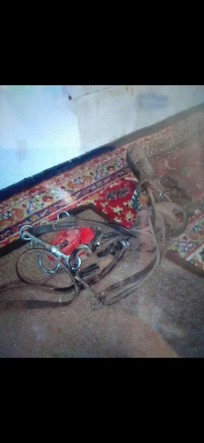 زین اسب|اسب و تجهیزات اسبسواری|کاشان, کوشک صفی|دیوار